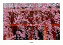京の彩り・桜　KYOTO　PHOTOGRAPHIC　SERIES